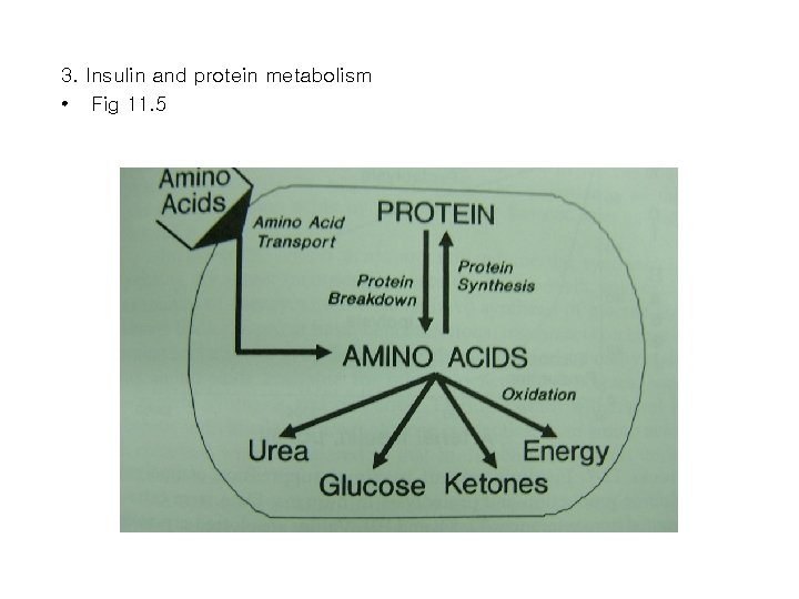 3. Insulin and protein metabolism • Fig 11. 5 