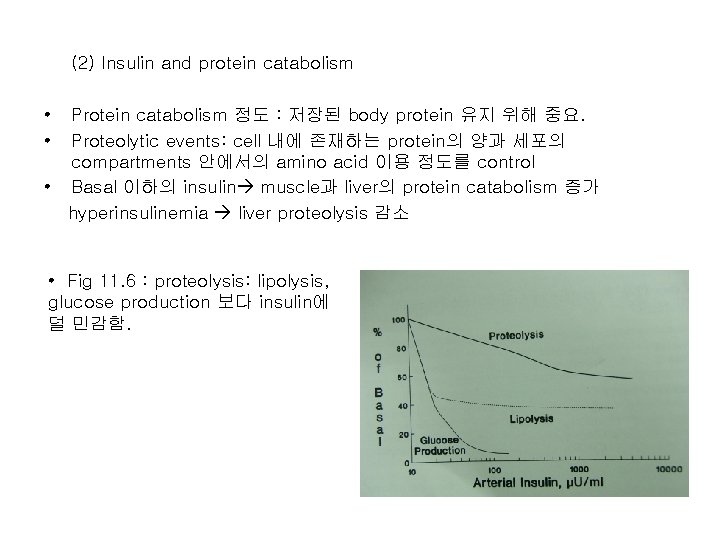 (2) Insulin and protein catabolism • • Protein catabolism 정도 : 저장된 body protein
