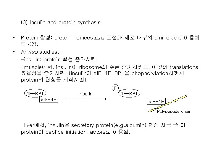 (3) Insulin and protein synthesis • • Protein 합성: protein homeostasis 조절과 세포 내부의
