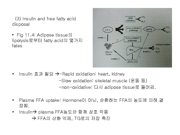 (3) Insulin and free fatty acid disposal • Fig 11. 4: Adipose tissue의 lipolysis로부터