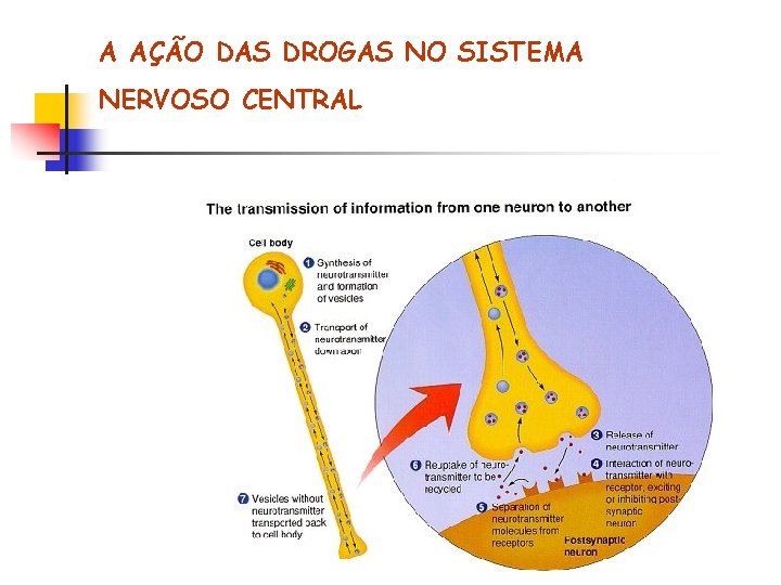 A AÇÃO DAS DROGAS NO SISTEMA NERVOSO CENTRAL 