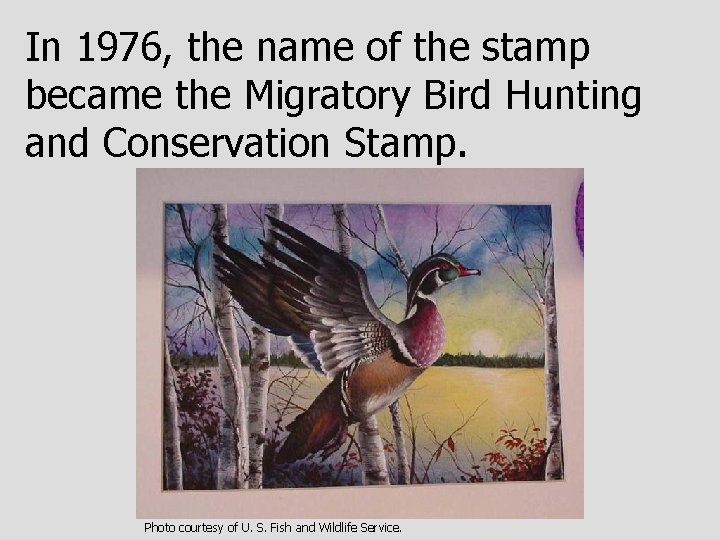 In 1976, the name of the stamp became the Migratory Bird Hunting and Conservation