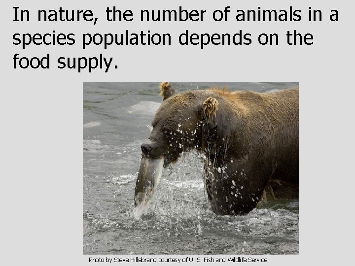In nature, the number of animals in a species population depends on the food