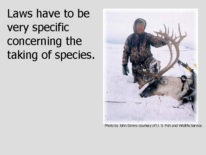 Laws have to be very specific concerning the taking of species. Photo by John