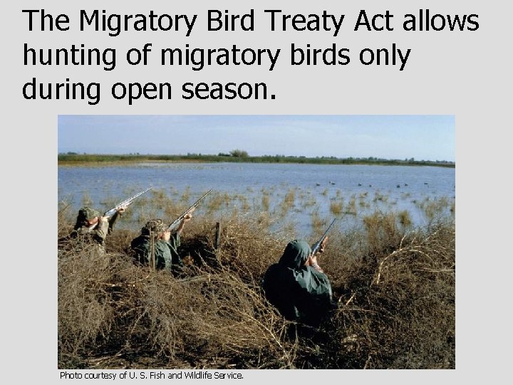 The Migratory Bird Treaty Act allows hunting of migratory birds only during open season.