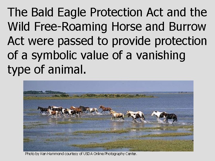 The Bald Eagle Protection Act and the Wild Free-Roaming Horse and Burrow Act were