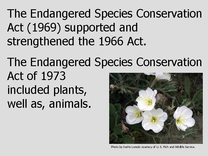 The Endangered Species Conservation Act (1969) supported and strengthened the 1966 Act. The Endangered