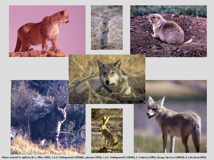 Photos (top left to right) by W. L. Miller (NPS), J. & K. Hollingsworth