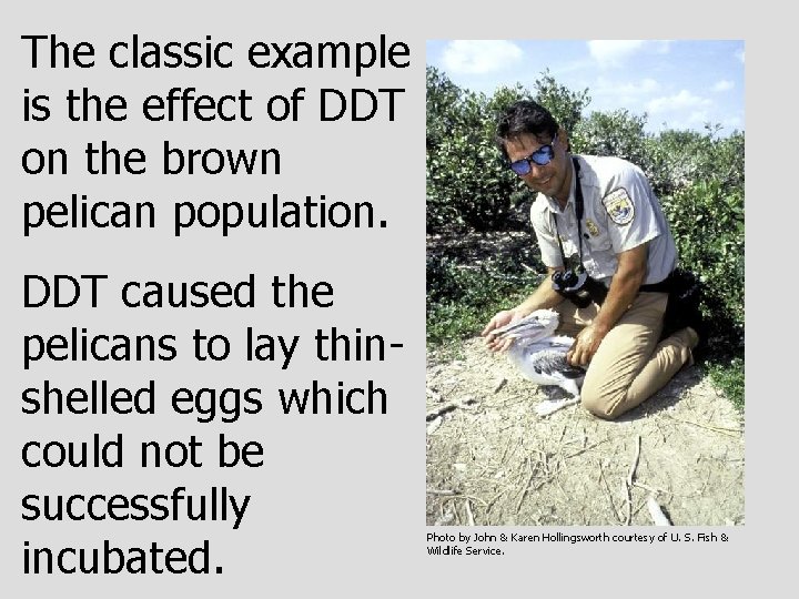 The classic example is the effect of DDT on the brown pelican population. DDT