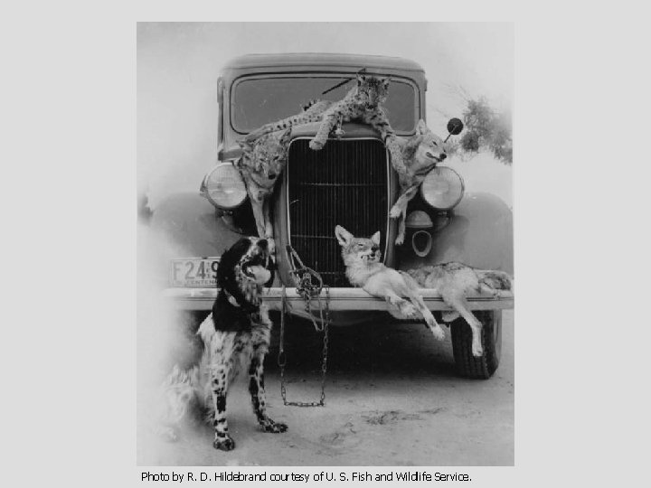 Photo by R. D. Hildebrand courtesy of U. S. Fish and Wildlife Service. 