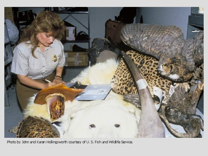 Photo by John and Karen Hollingsworth courtesy of U. S. Fish and Wildlife Service.