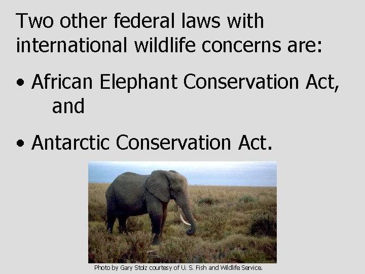 Two other federal laws with international wildlife concerns are: • African Elephant Conservation Act,