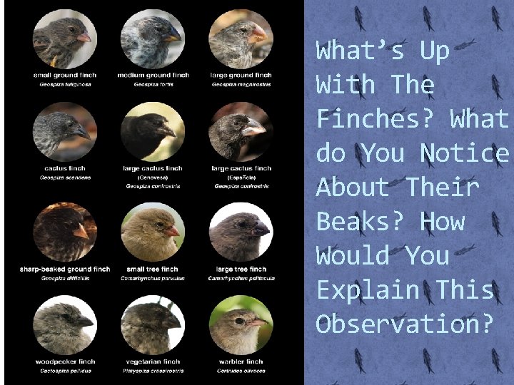 What’s Up With The Finches? What do You Notice About Their Beaks? How Would