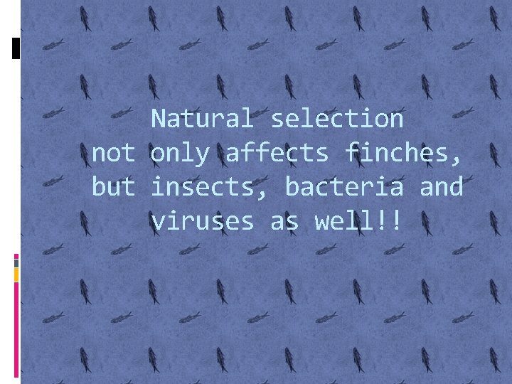 Natural selection not only affects finches, but insects, bacteria and viruses as well!! 