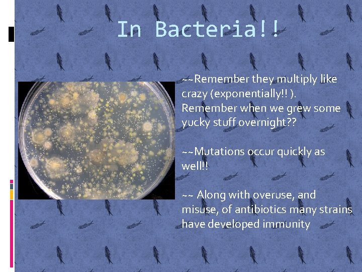 In Bacteria!! ~~Remember they multiply like crazy (exponentially!! ). Remember when we grew some