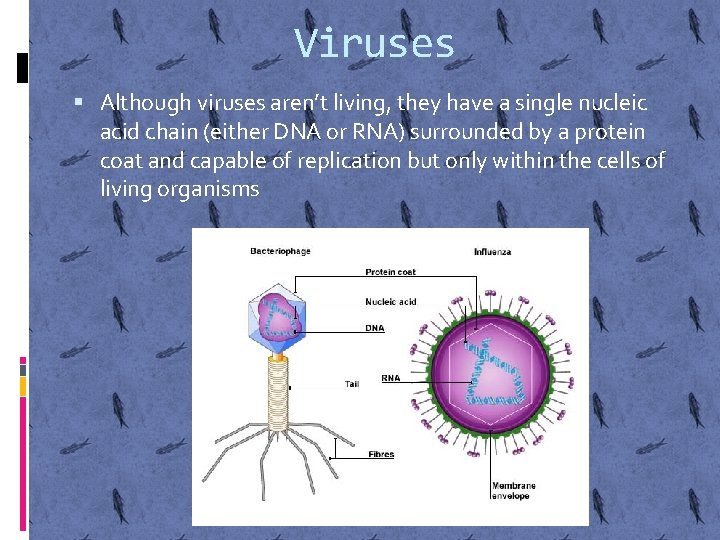 Viruses Although viruses aren’t living, they have a single nucleic acid chain (either DNA