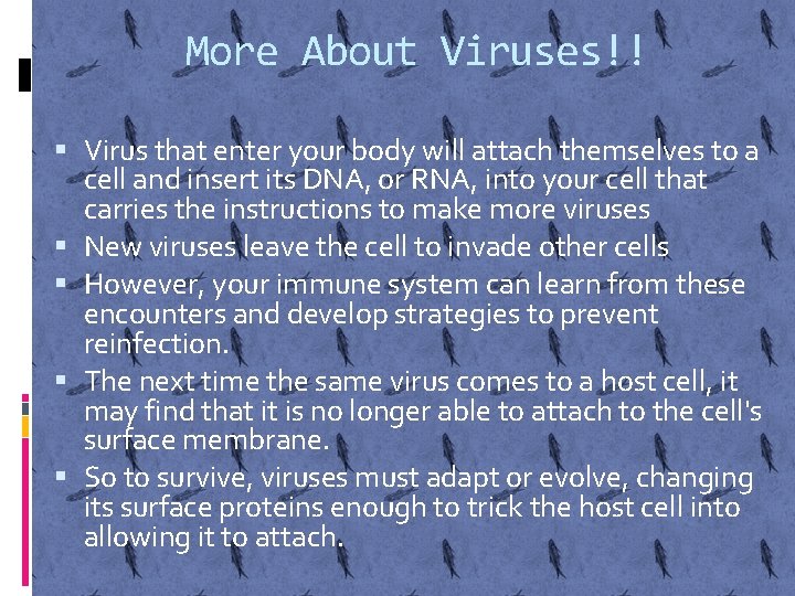 More About Viruses!! Virus that enter your body will attach themselves to a cell