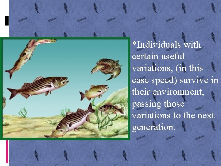  • *Individuals with certain useful variations, (in this case speed) survive in their