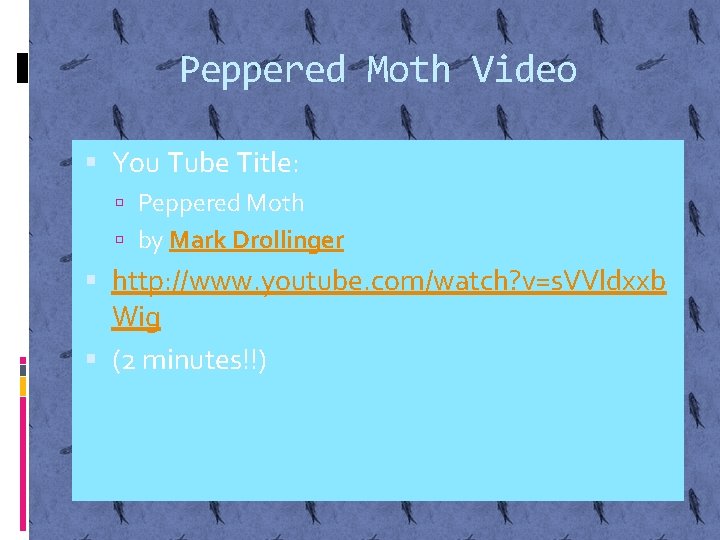 Peppered Moth Video You Tube Title: Peppered Moth by Mark Drollinger http: //www. youtube.
