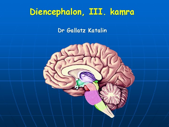 Diencephalon, III. kamra Dr Gallatz Katalin 