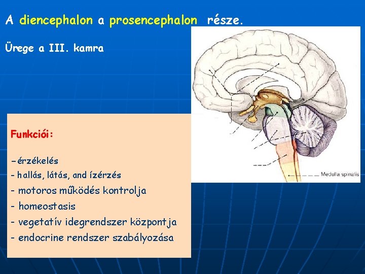 A diencephalon a prosencephalon része. Ürege a III. kamra Funkciói: -érzékelés - hallás, látás,