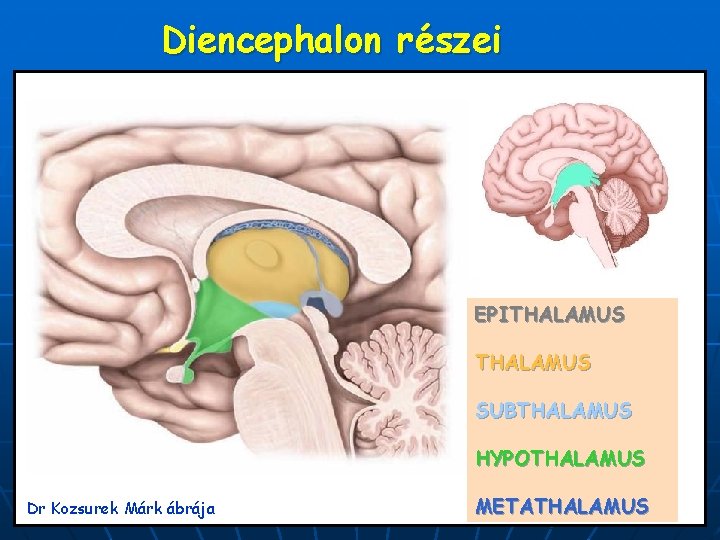 Diencephalon részei EPITHALAMUS SUBTHALAMUS HYPOTHALAMUS Dr Kozsurek Márk ábrája METATHALAMUS 