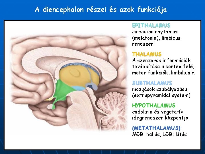 A diencephalon részei és azok funkciója EPITHALAMUS circadian rhythmus (melatonin), limbicus rendszer THALAMUS A