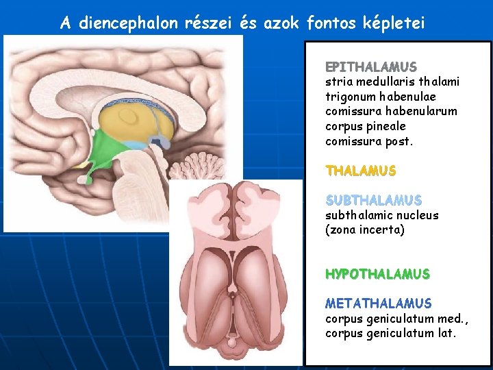 A diencephalon részei és azok fontos képletei EPITHALAMUS stria medullaris thalami trigonum habenulae comissura