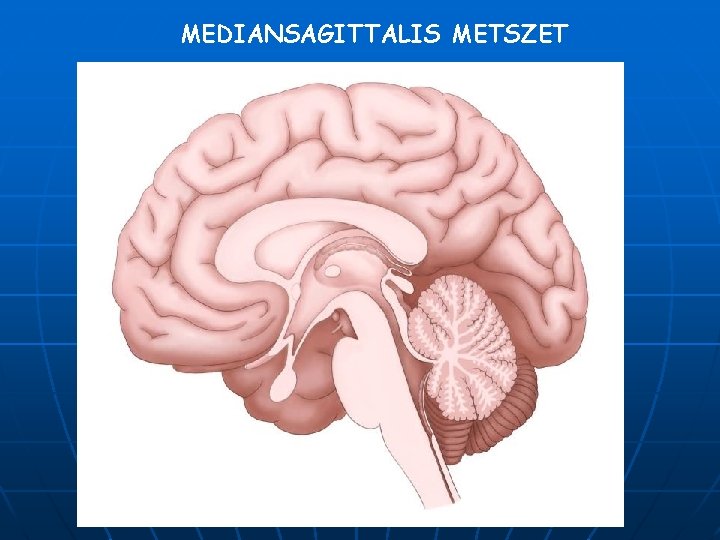MEDIANSAGITTALIS METSZET 