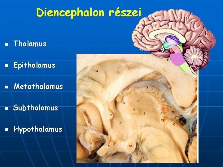 Diencephalon részei n Thalamus n Epithalamus n Metathalamus n Subthalamus n Hypothalamus 