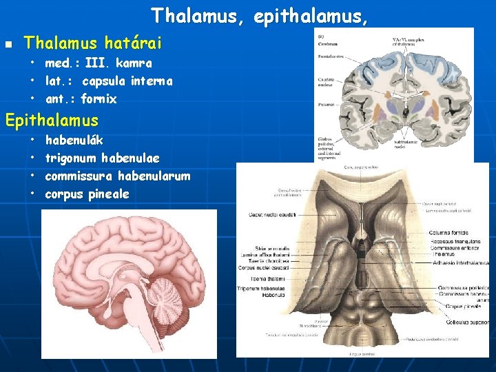 Thalamus, epithalamus, n Thalamus határai • med. : III. kamra • lat. : capsula