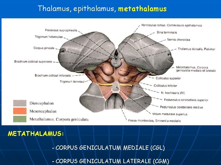 Thalamus, epithalamus, metathalamus METATHALAMUS: - CORPUS GENICULATUM MEDIALE (CGL) - CORPUS GENICULATUM LATERALE (CGM)