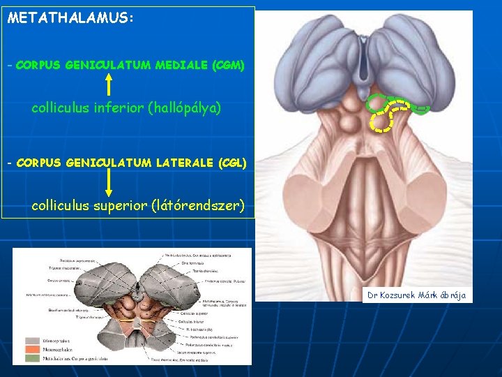 METATHALAMUS: - CORPUS GENICULATUM MEDIALE (CGM) colliculus inferior (hallópálya) - CORPUS GENICULATUM LATERALE (CGL)