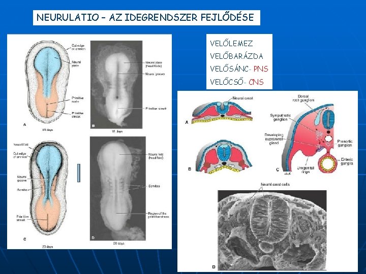 NEURULATIO – AZ IDEGRENDSZER FEJLŐDÉSE VELŐLEMEZ VELŐBARÁZDA VELŐSÁNC- PNS VELŐCSŐ- CNS 