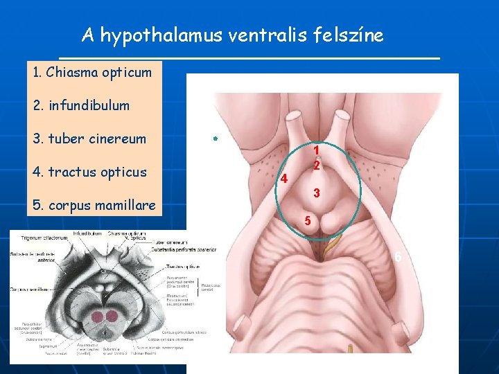 A hypothalamus ventralis felszíne 1. Chiasma opticum 2. infundibulum 3. tuber cinereum 4. tractus