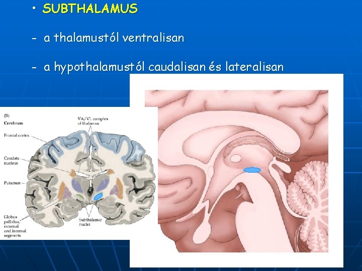  • SUBTHALAMUS - a thalamustól ventralisan - a hypothalamustól caudalisan és lateralisan .