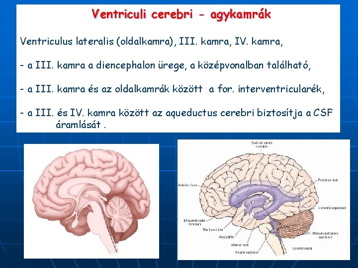 Ventriculi cerebri - agykamrák Ventriculus lateralis (oldalkamra), III. kamra, IV. kamra, - a III.