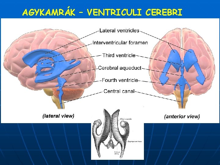 AGYKAMRÁK – VENTRICULI CEREBRI 