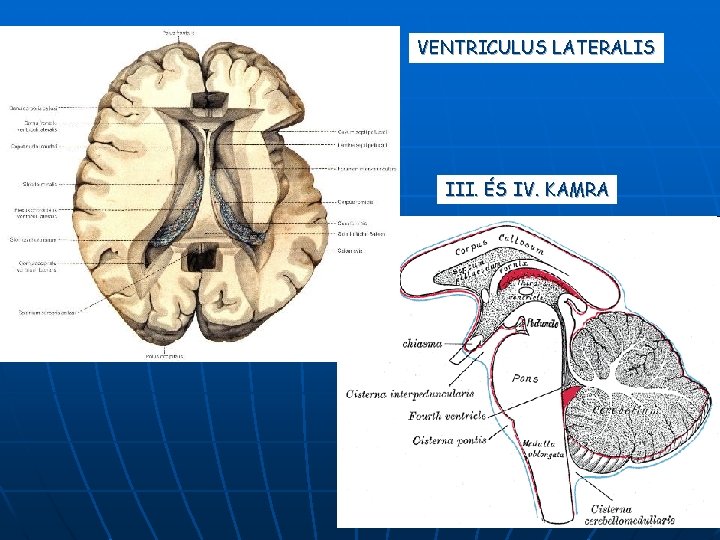 VENTRICULUS LATERALIS III. ÉS IV. KAMRA 