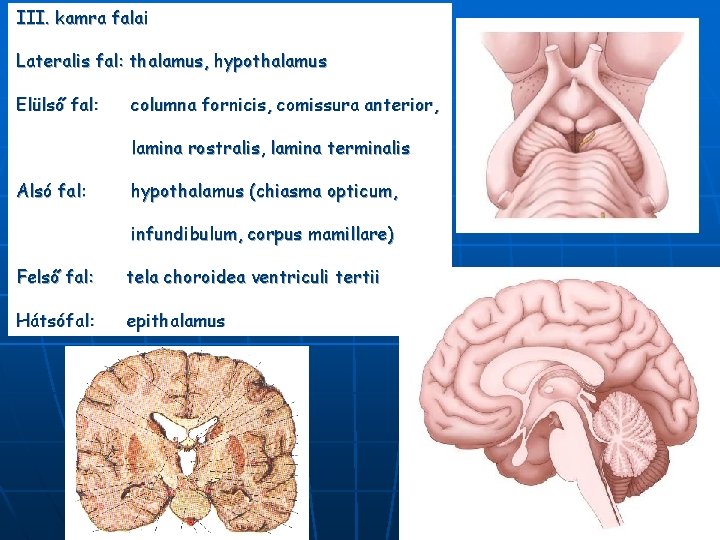 III. kamra falai Lateralis fal: thalamus, hypothalamus Elülső fal: columna fornicis, comissura anterior, lamina