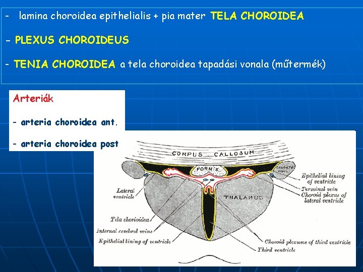 - lamina choroidea epithelialis + pia mater TELA CHOROIDEA - PLEXUS CHOROIDEUS - TENIA