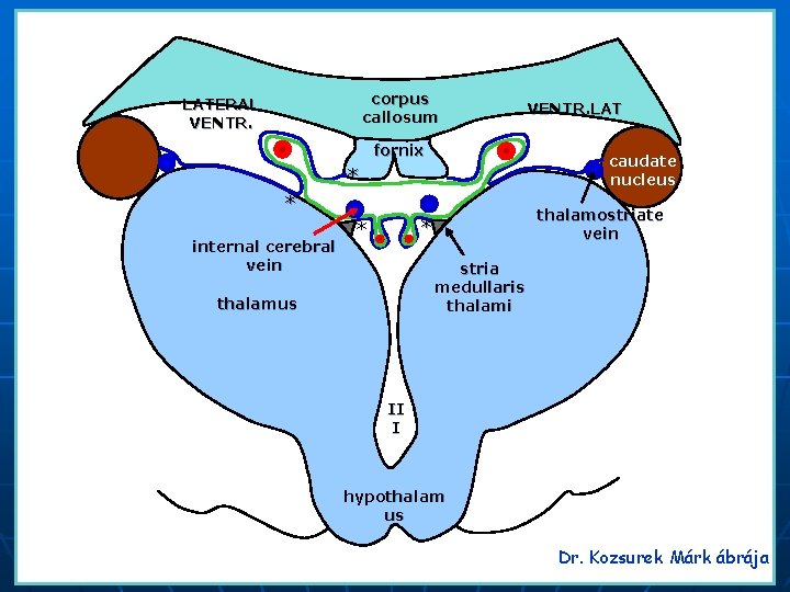 corpus callosum LATERAL VENTR. fornix caudate nucleus * * internal cerebral vein thalamostriate vein