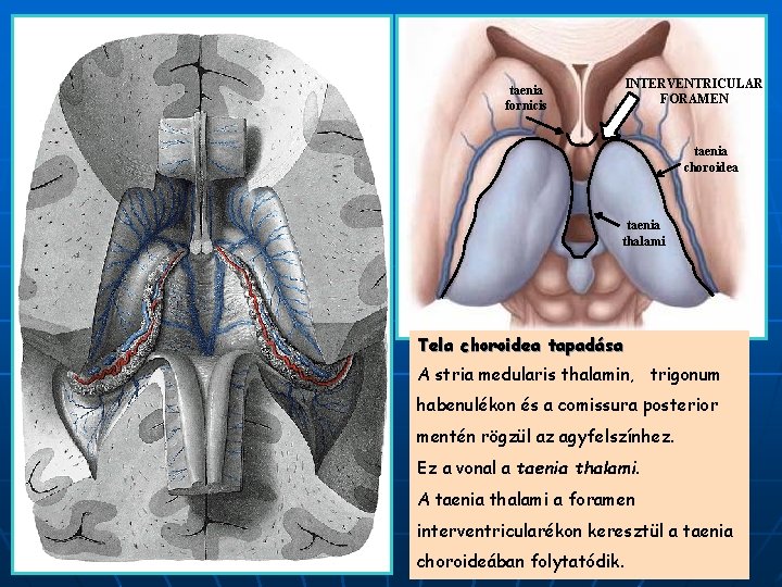 INTERVENTRICULAR FORAMEN taenia fornicis taenia choroidea taenia thalami Tela choroidea tapadása A stria medularis