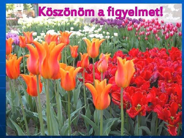 Köszönöm a figyelmet! 