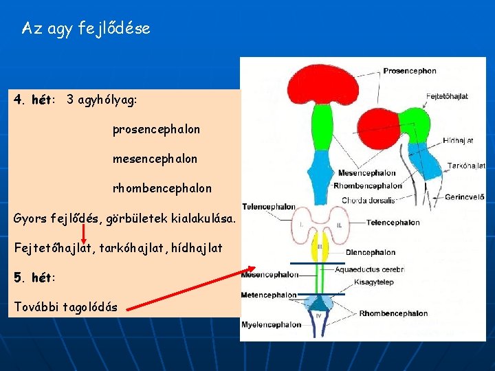 Az agy fejlődése 4. hét: 3 agyhólyag: prosencephalon mesencephalon rhombencephalon Gyors fejlődés, görbületek kialakulása.