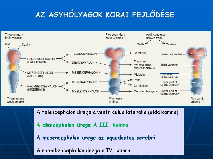 AZ AGYHÓLYAGOK KORAI FEJLŐDÉSE A telencephalon ürege a ventriculus lateralis (oldalkamra). A diencephalon ürege