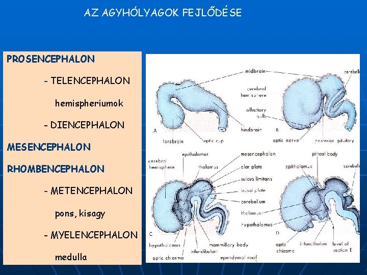 AZ AGYHÓLYAGOK FEJLŐDÉSE PROSENCEPHALON - TELENCEPHALON hemispheriumok - DIENCEPHALON MESENCEPHALON RHOMBENCEPHALON - METENCEPHALON pons,