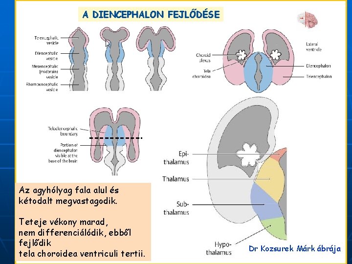 A DIENCEPHALON FEJLŐDÉSE Az agyhólyag fala alul és kétodalt megvastagodik. Teteje vékony marad, nem