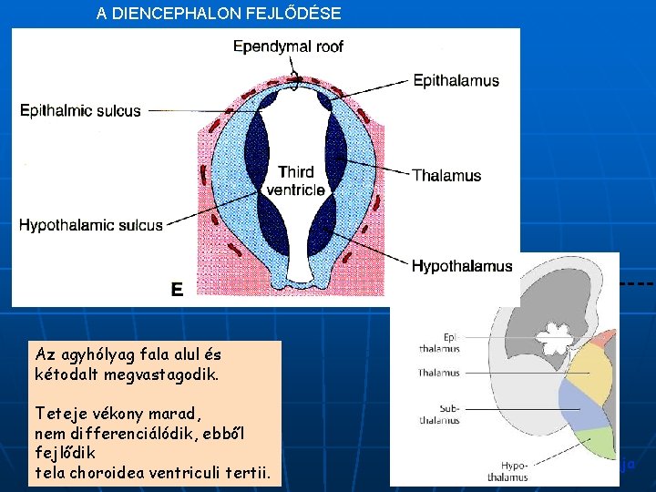 A DIENCEPHALON FEJLŐDÉSE Az agyhólyag fala alul és kétodalt megvastagodik. Teteje vékony marad, nem