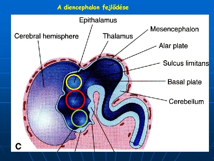 A diencephalon fejlődése 